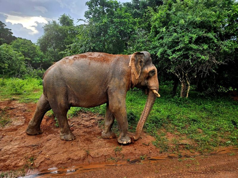 Parque de Yala