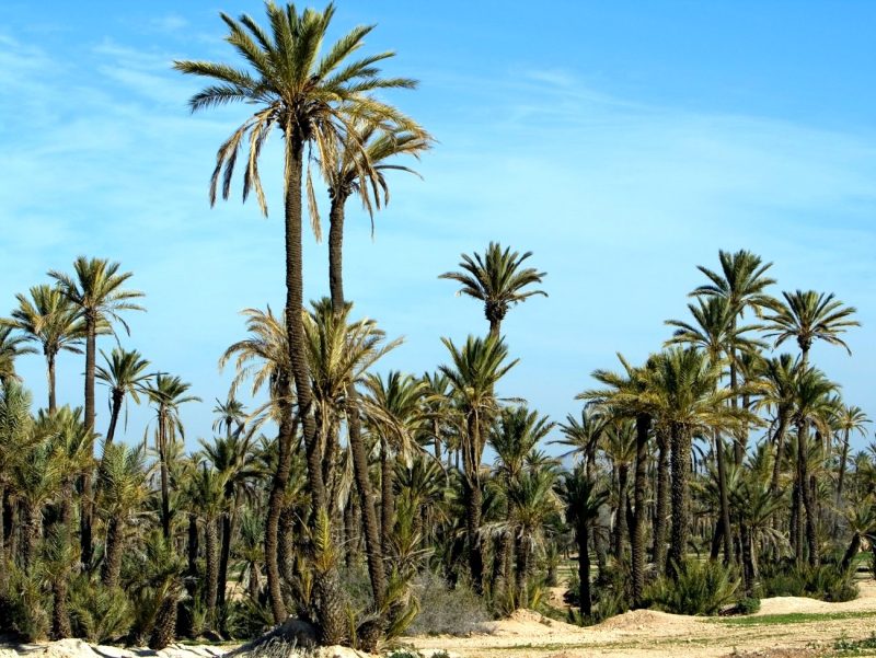 Las mejores zonas de Marrakech: Palmeraie