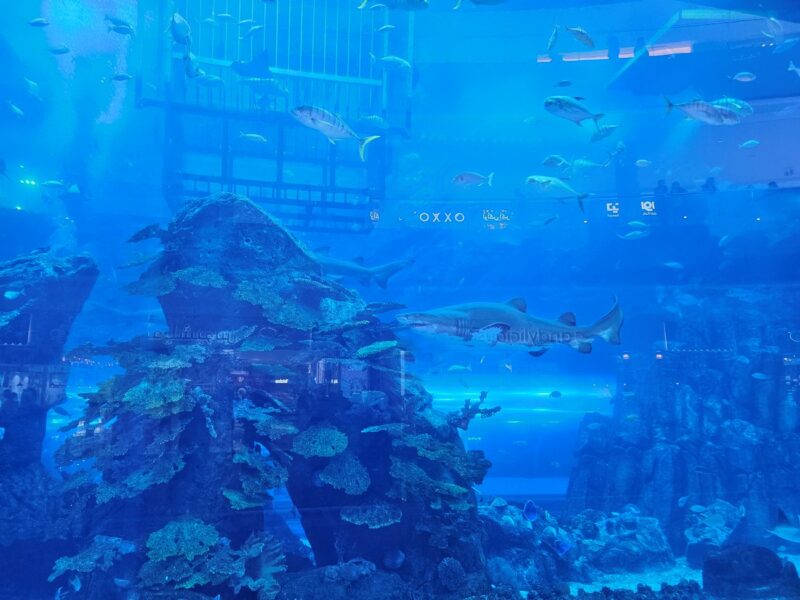 Dubai Aquarium