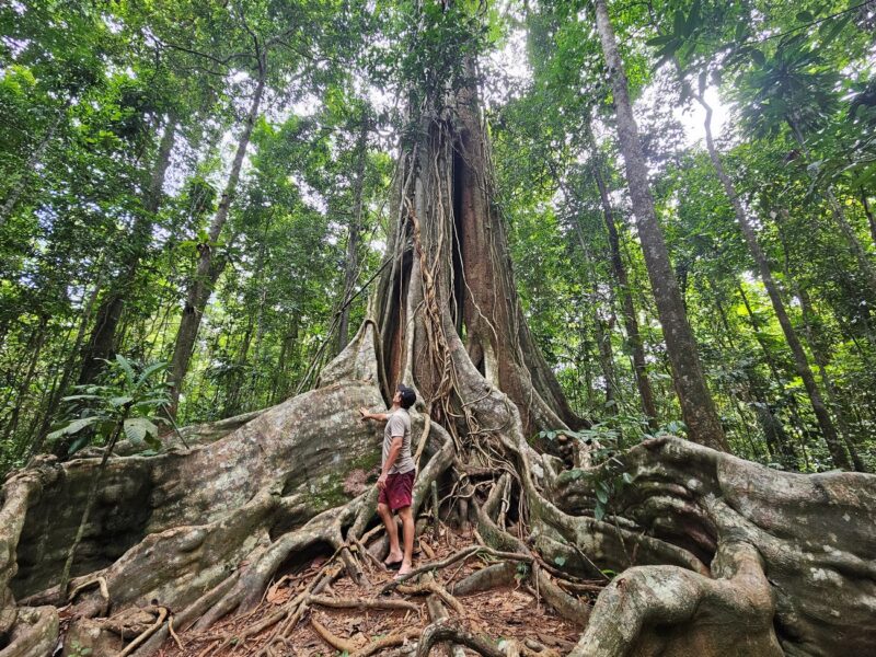 &Aacute;rbol gigante Saiyai