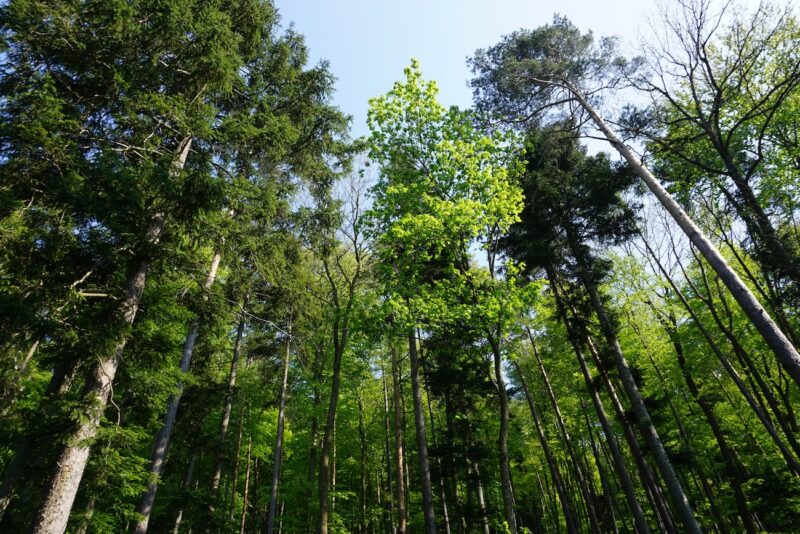 Bosques de Viena
