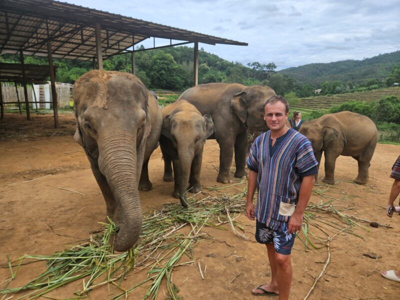 Campo de elefantes de Chiang Mai