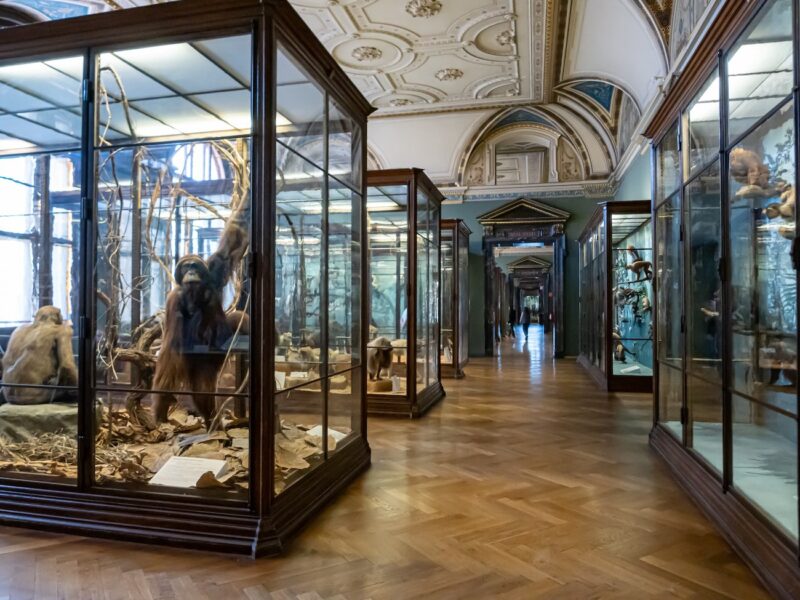 Museo de Historia Natural