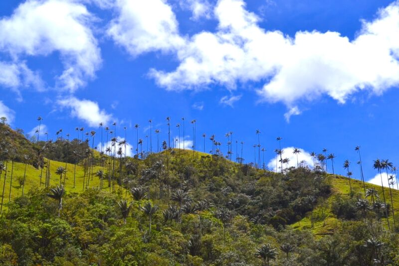 Palmas de Cera, Valle del Cocora