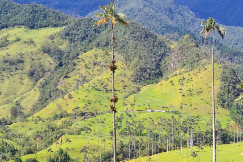 Valle del Cocora, Colombia