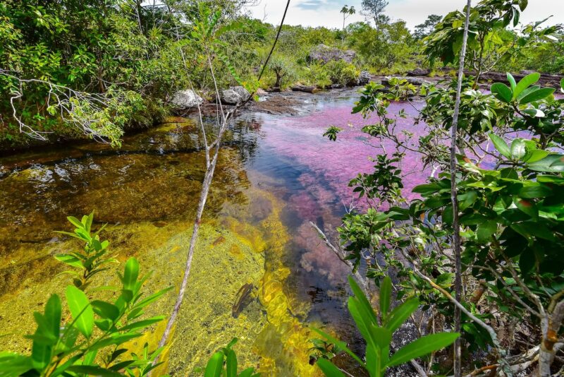 Caño Cristales